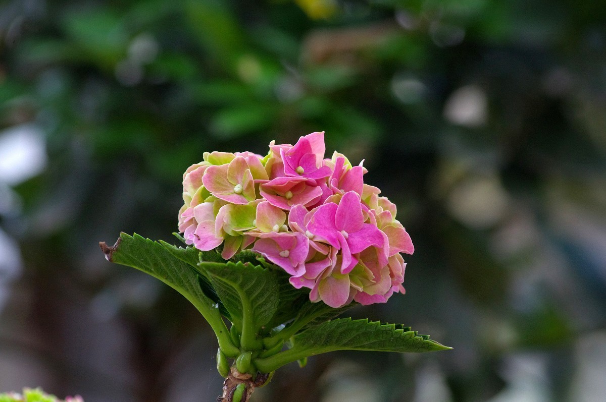 花花草草 宾得Kr+DAL55-300