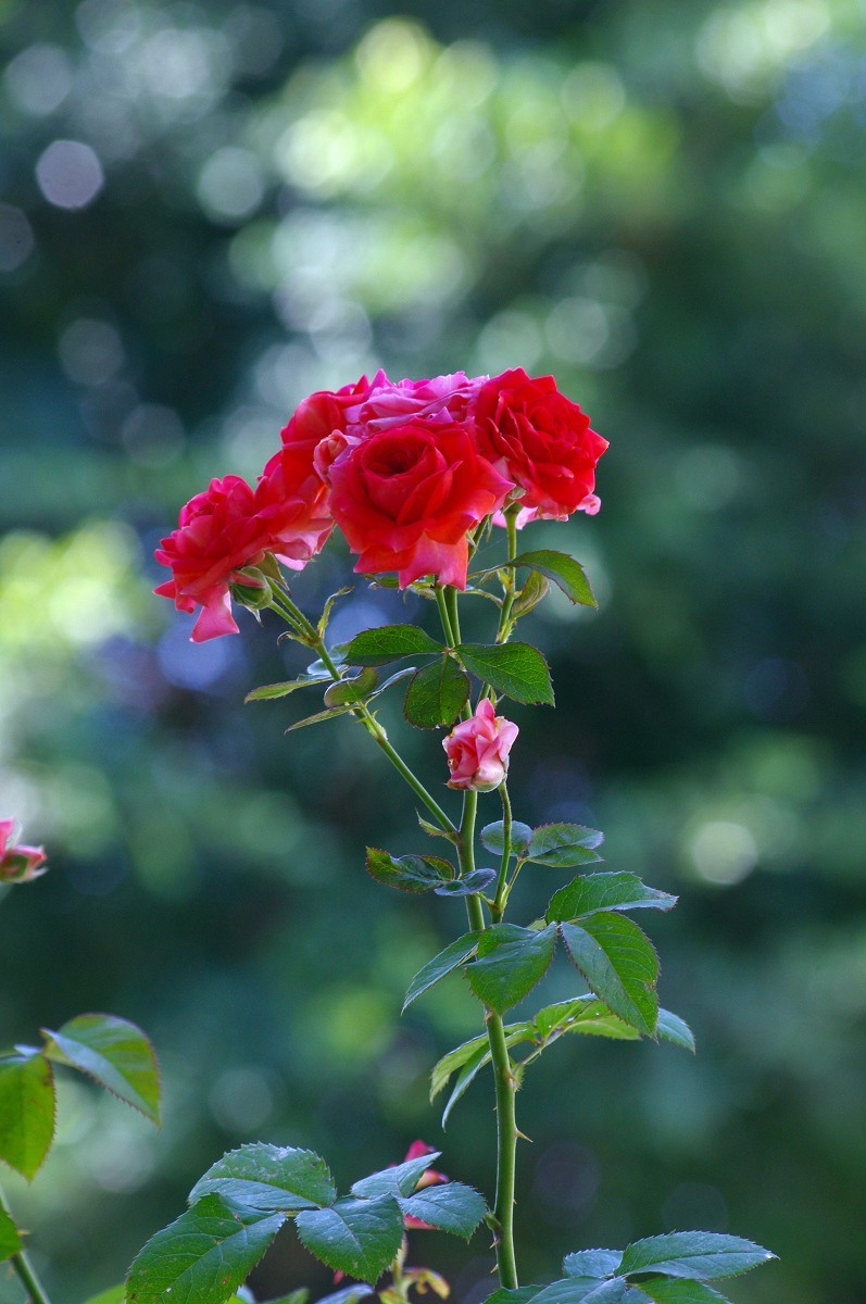 花花草草 宾得Kr+DAL55-300