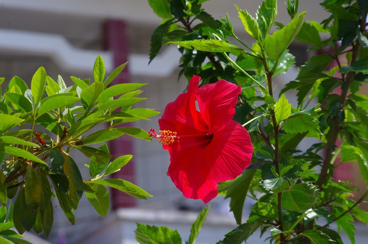 花花草草 宾得Kr+DAL55-300