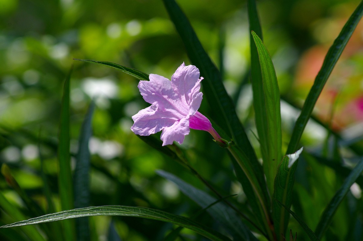 花花草草 宾得Kr+DAL55-300