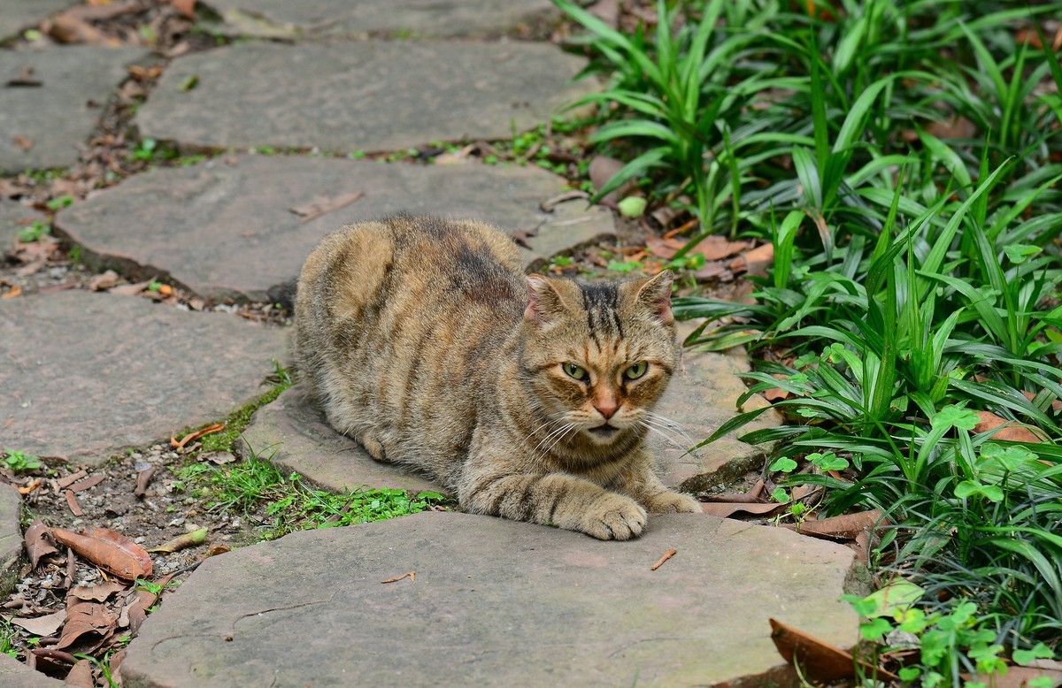 鸟、猫。-中关村在线摄影论坛