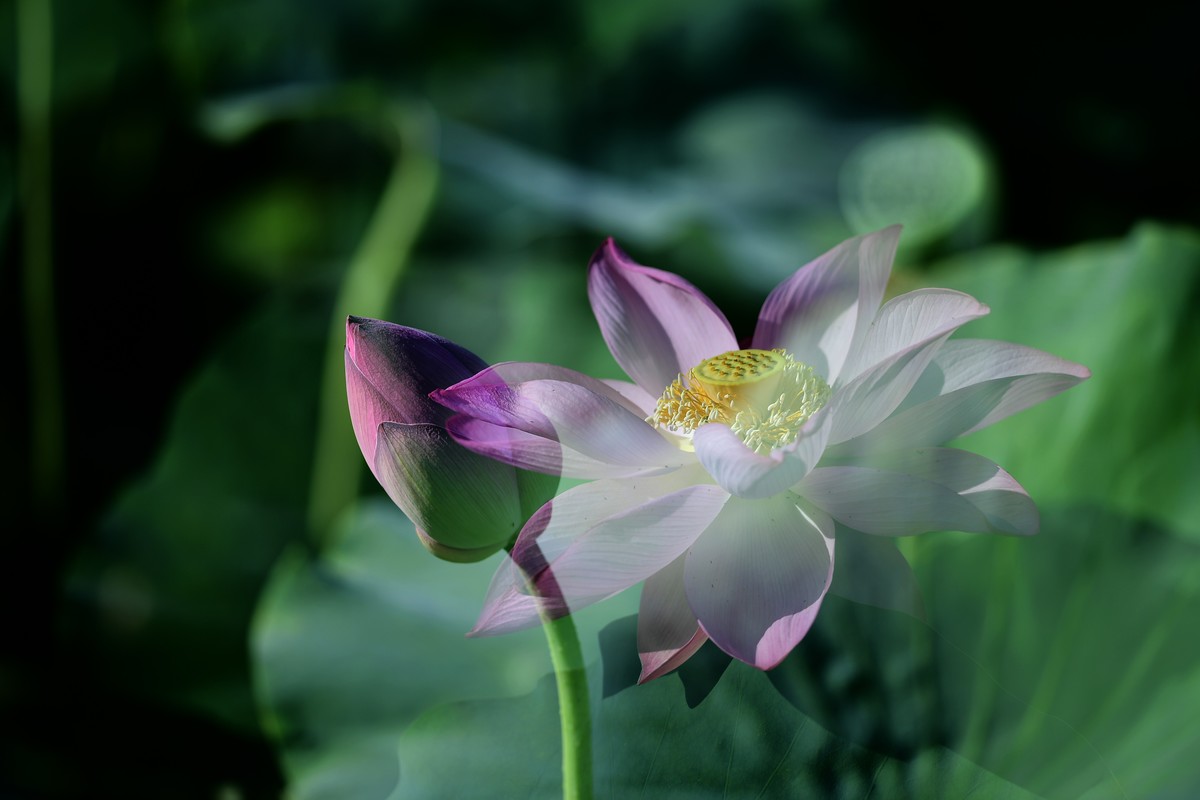 自怡园里拍荷花