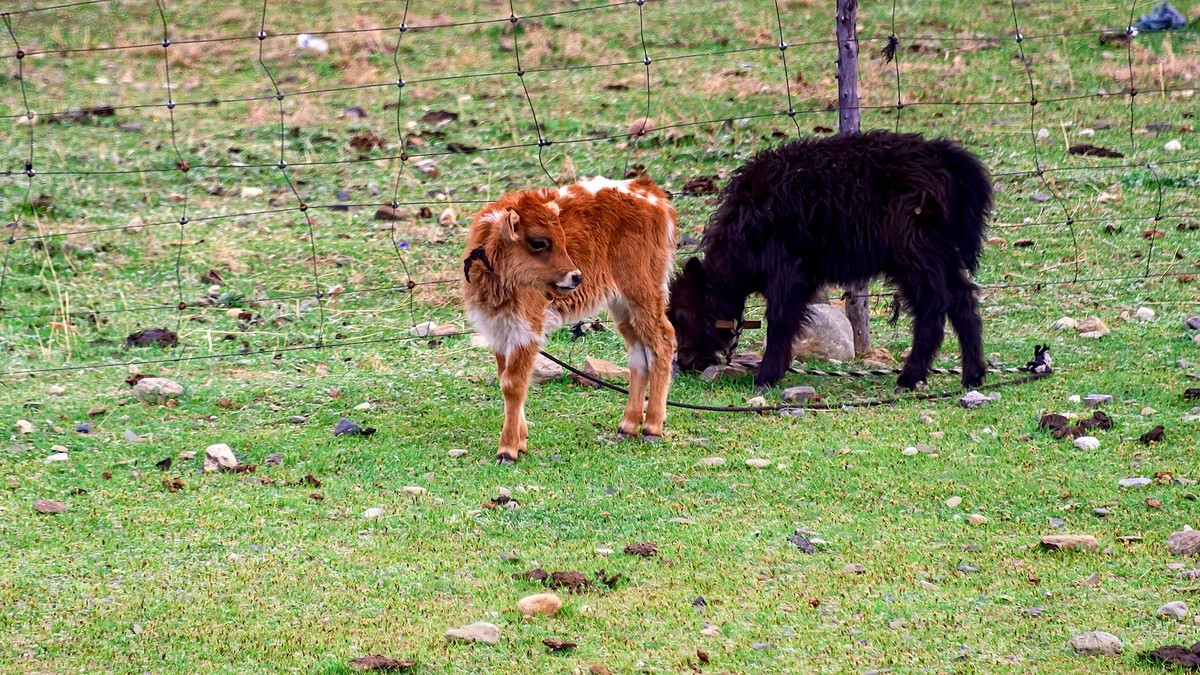 2019.06.进藏回顾 之 巴塘草原