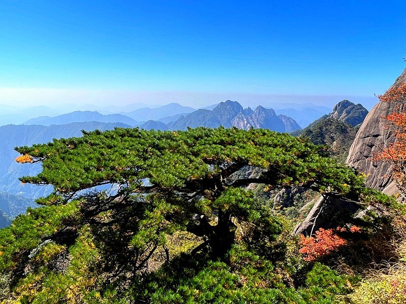 不老松纪实摄影手机片黄山游6