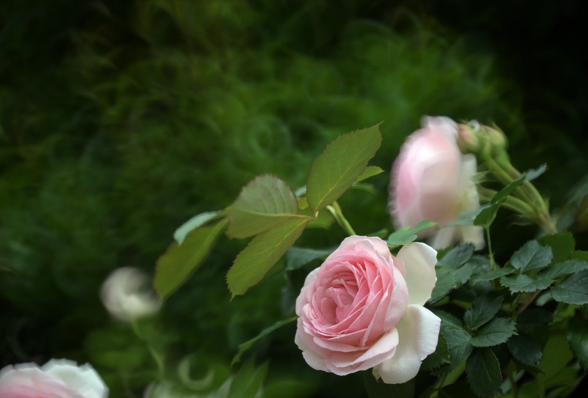 折返镜头拍小花