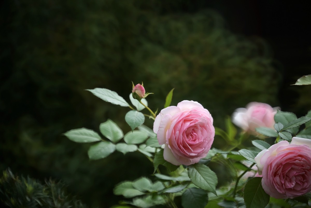 折返镜头拍小花