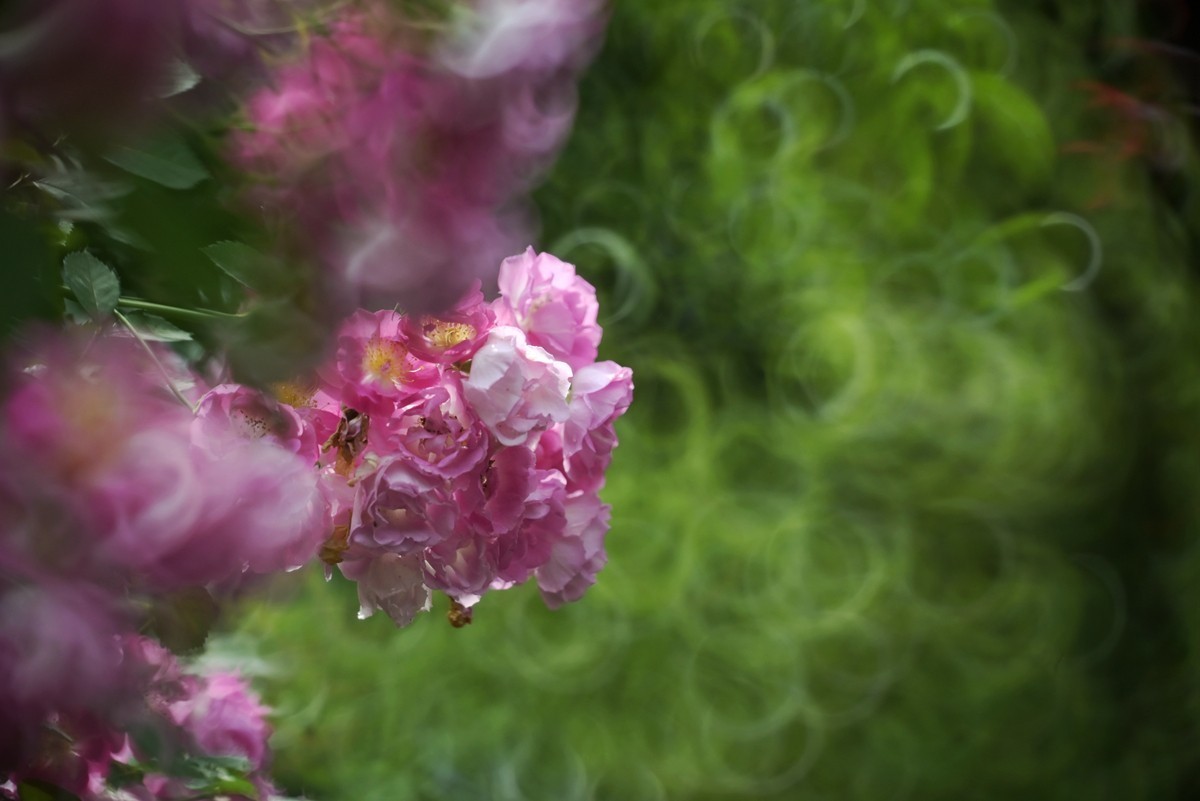 折返镜头拍小花