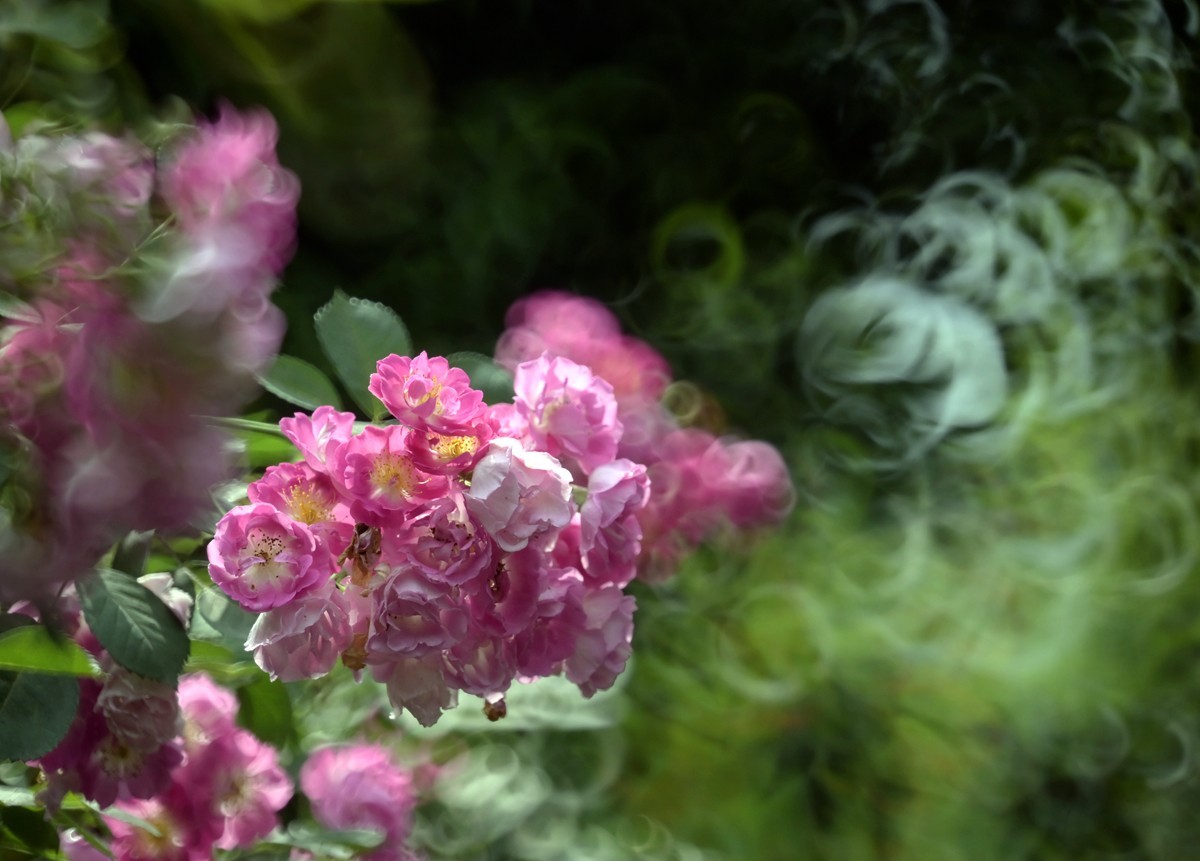 折返镜头拍小花