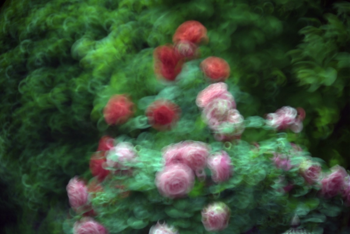 折返镜头拍小花