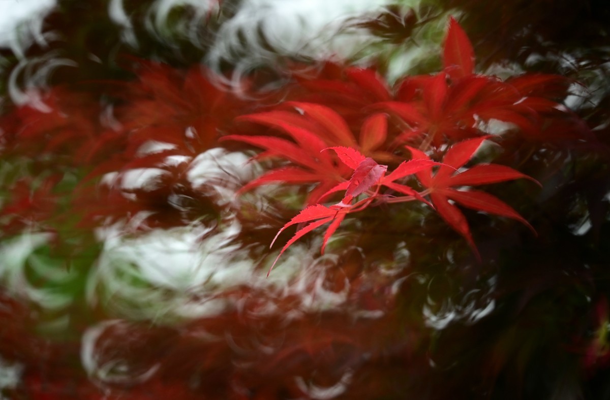 折返镜头拍小花