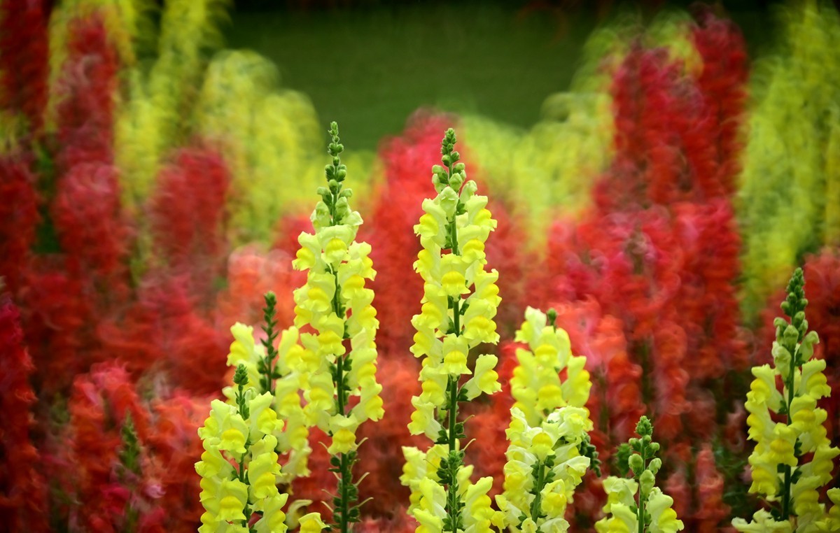 折返镜头拍小花