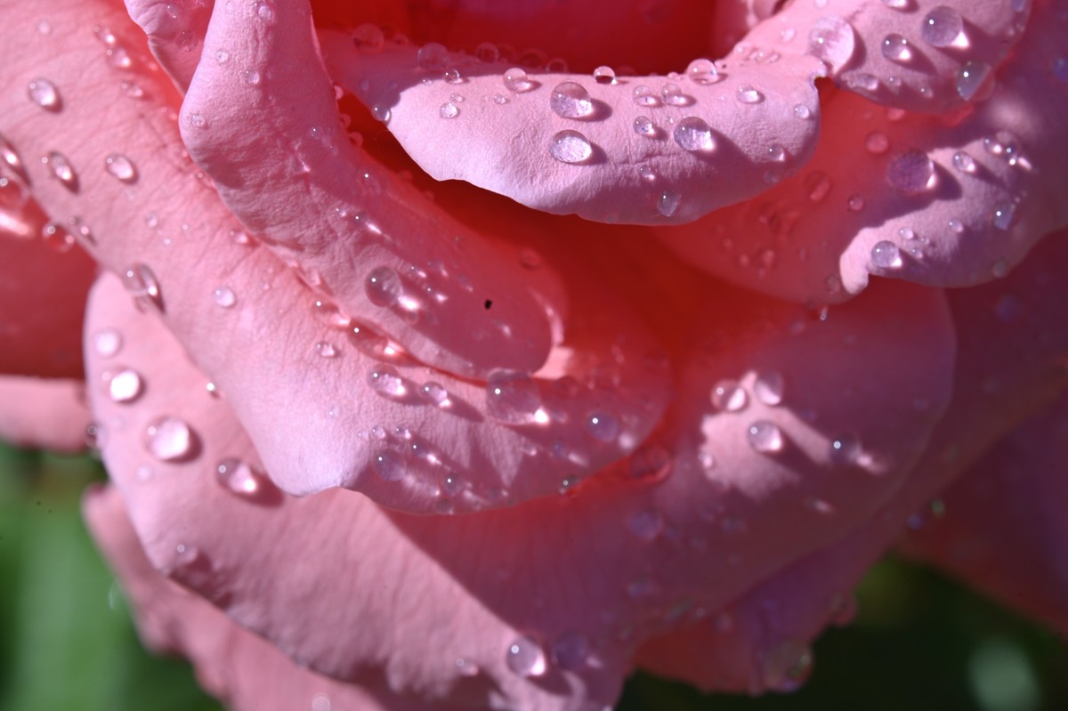 初次练习微距摄影，请多指教.