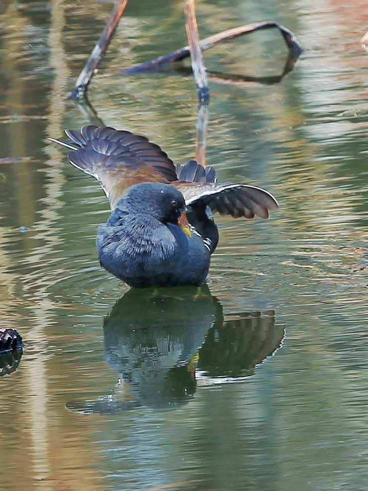 报到帖大爷就是老了天一热只剩下喘气得劲了好久没上贴了终于凉快点了赶紧上一贴哈哈！