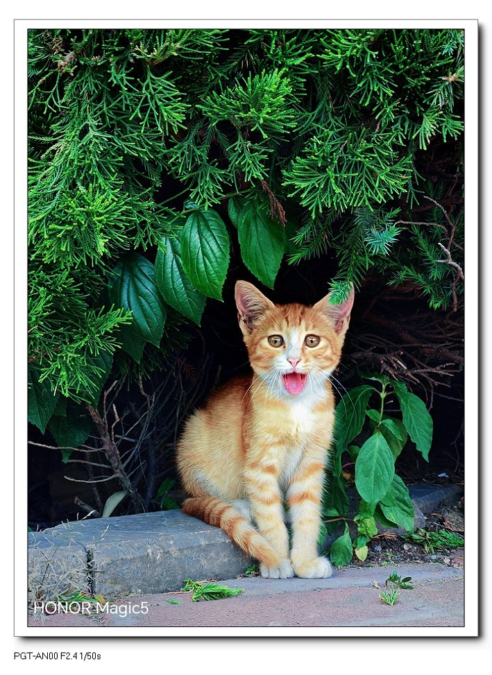 报到帖大爷就是老了天一热只剩下喘气得劲了好久没上贴了终于凉快点了赶紧上一贴哈哈！