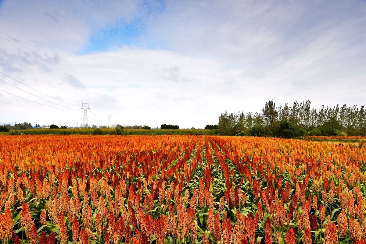 红高粱，红辣椒