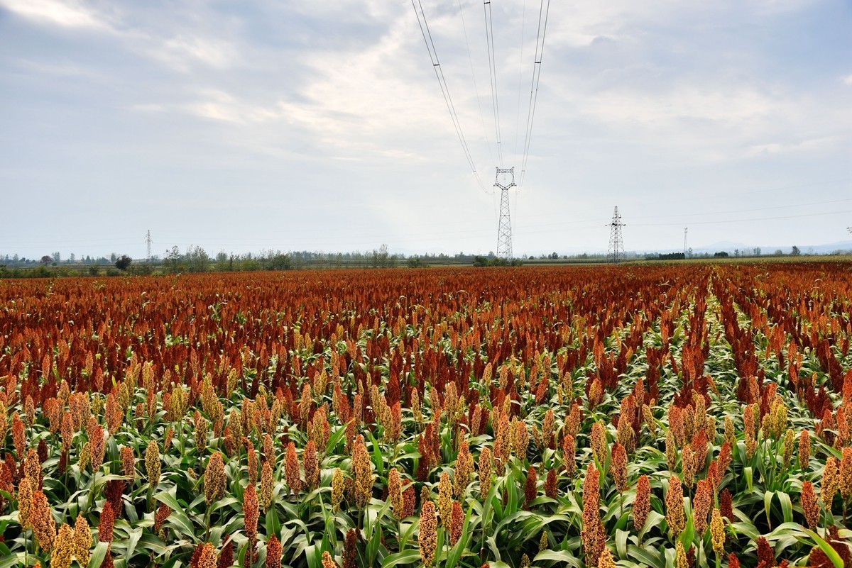 红高粱，红辣椒