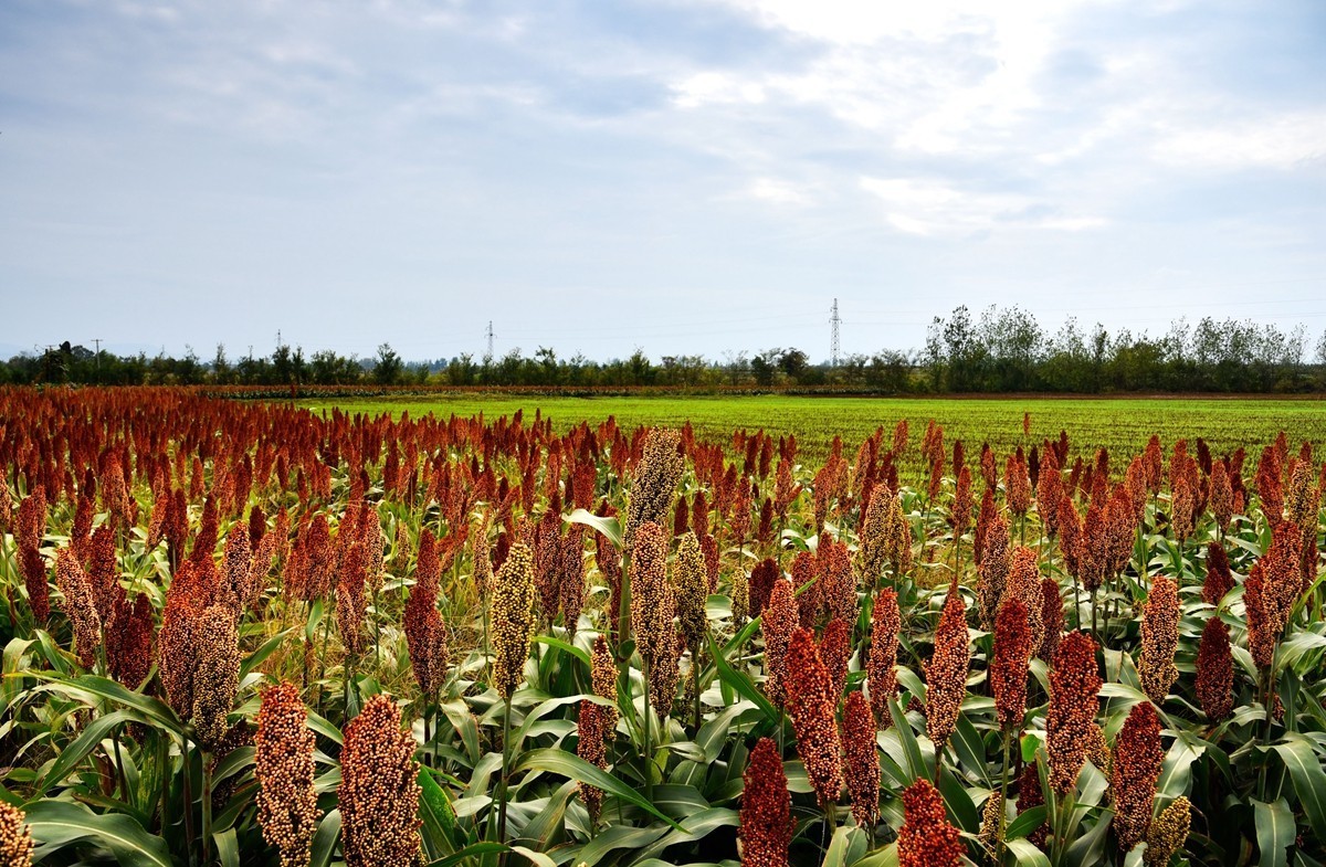 红高粱，红辣椒