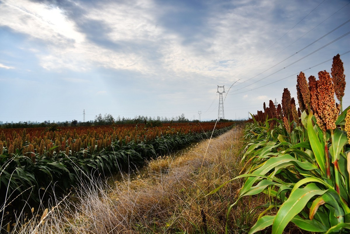 红高粱，红辣椒
