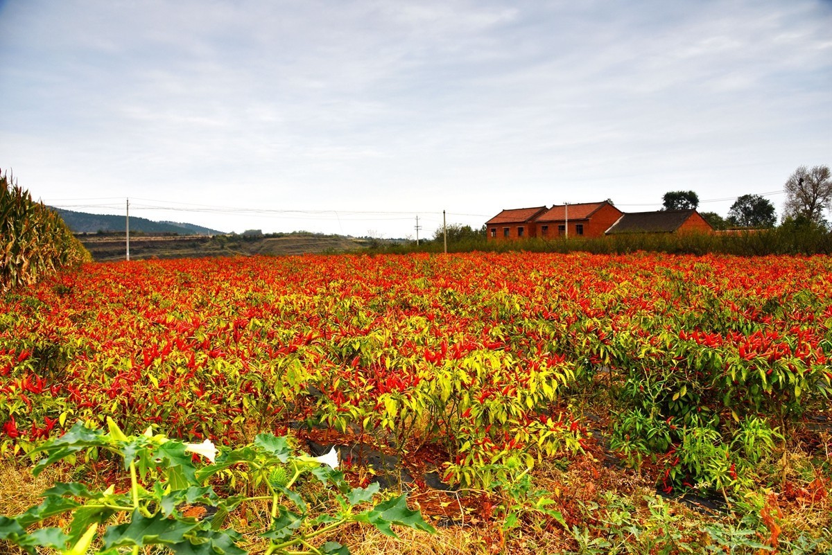 红高粱，红辣椒