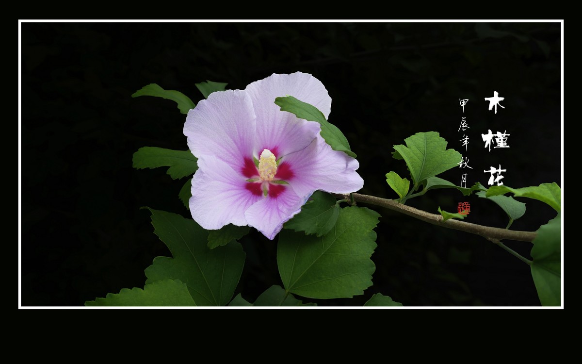 昂首枝头的木槿花