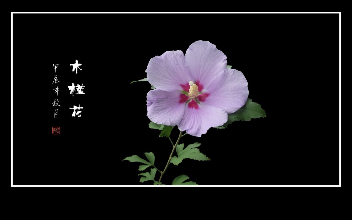 昂首枝头的木槿花
