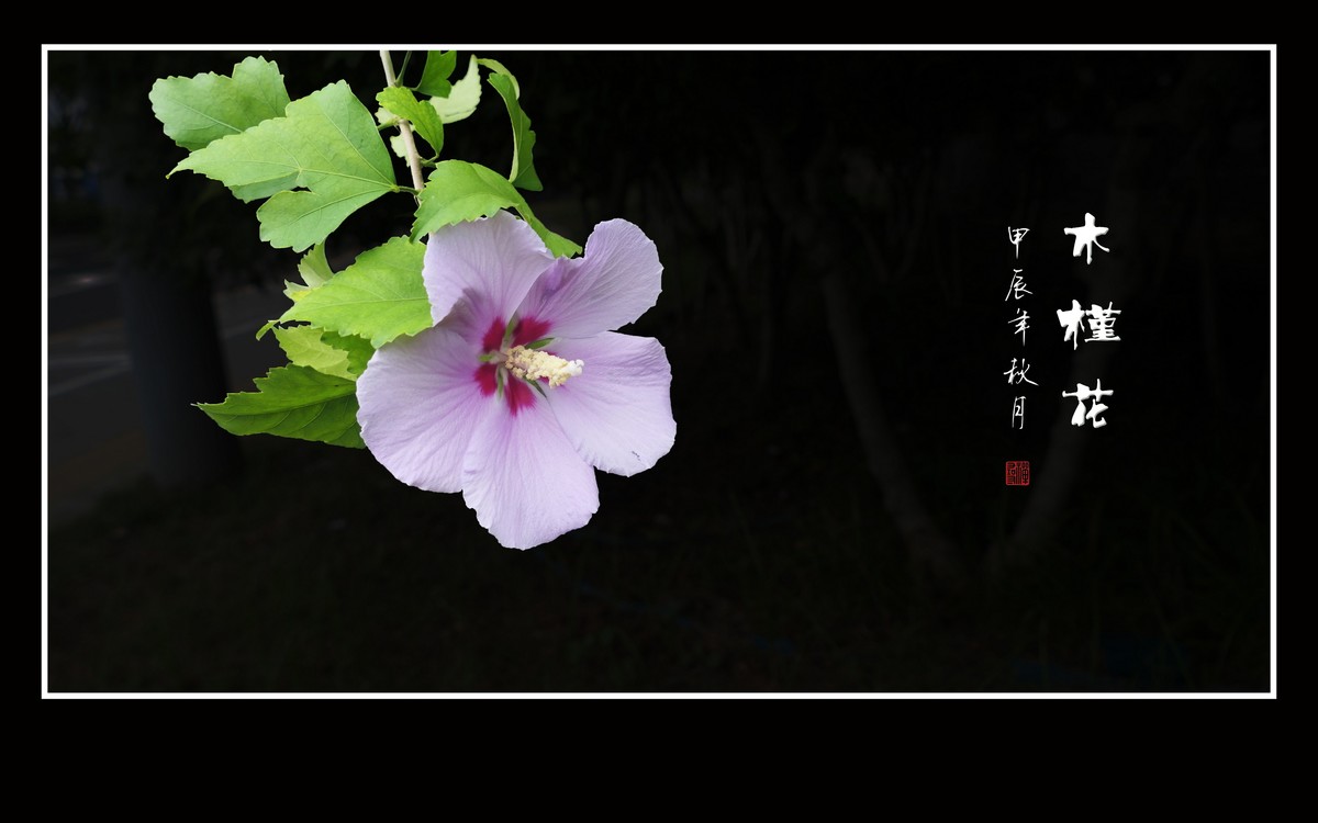 昂首枝头的木槿花