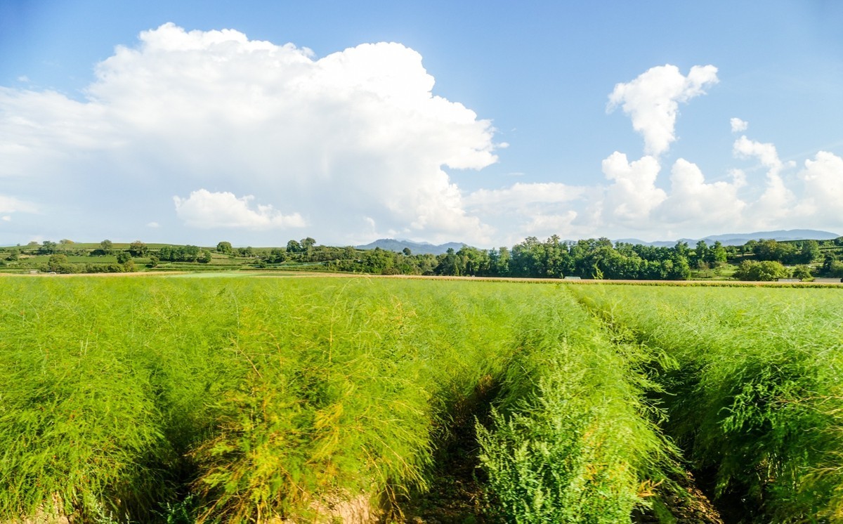 秋摄莱茵平原（南德）