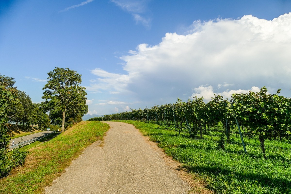 秋摄莱茵平原（南德）