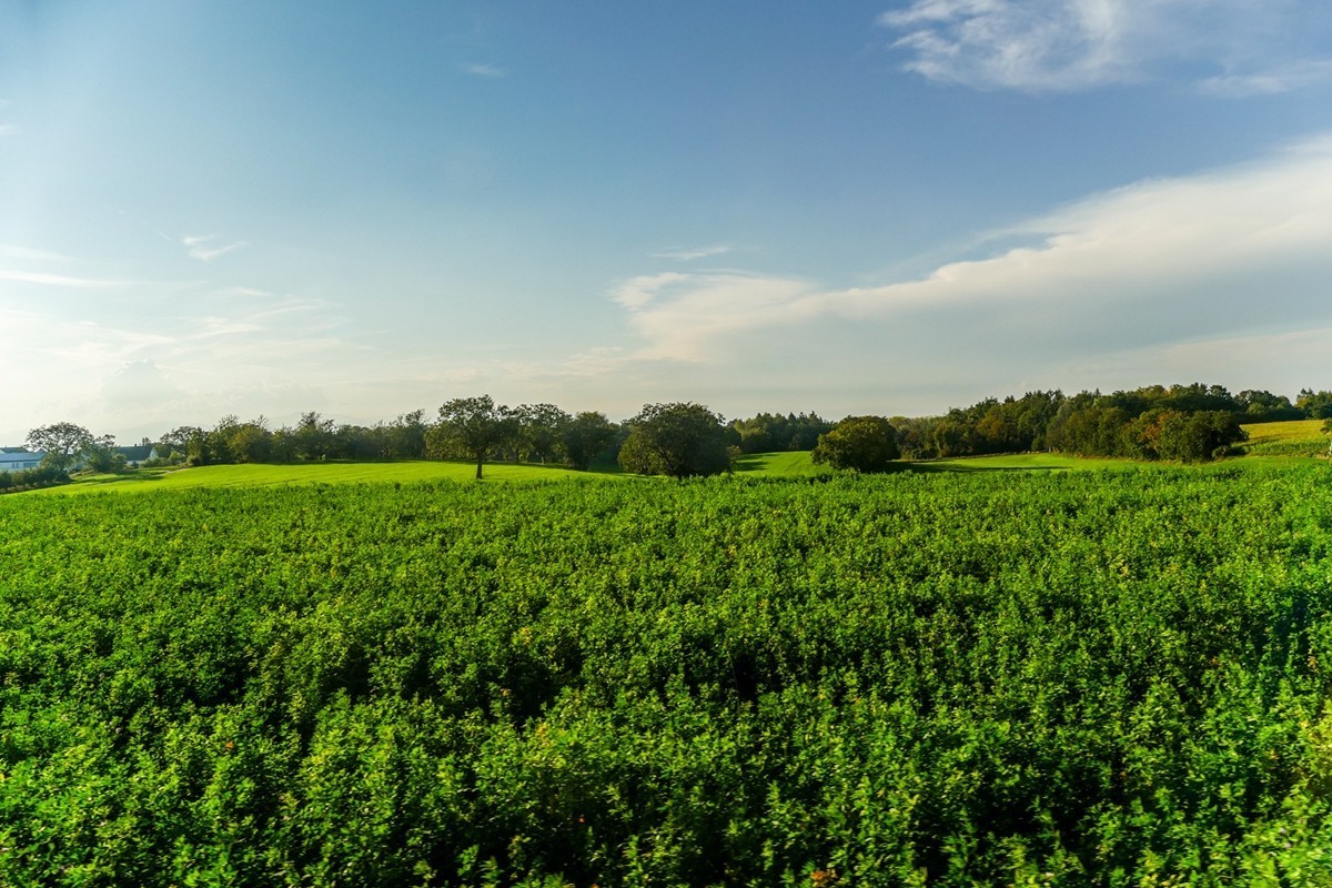 秋摄莱茵平原（南德）
