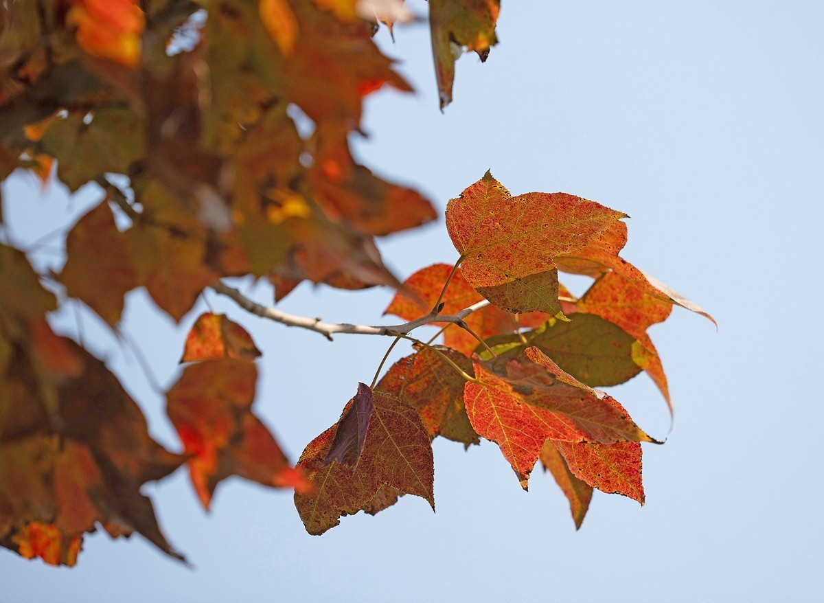 250105 红枫叶