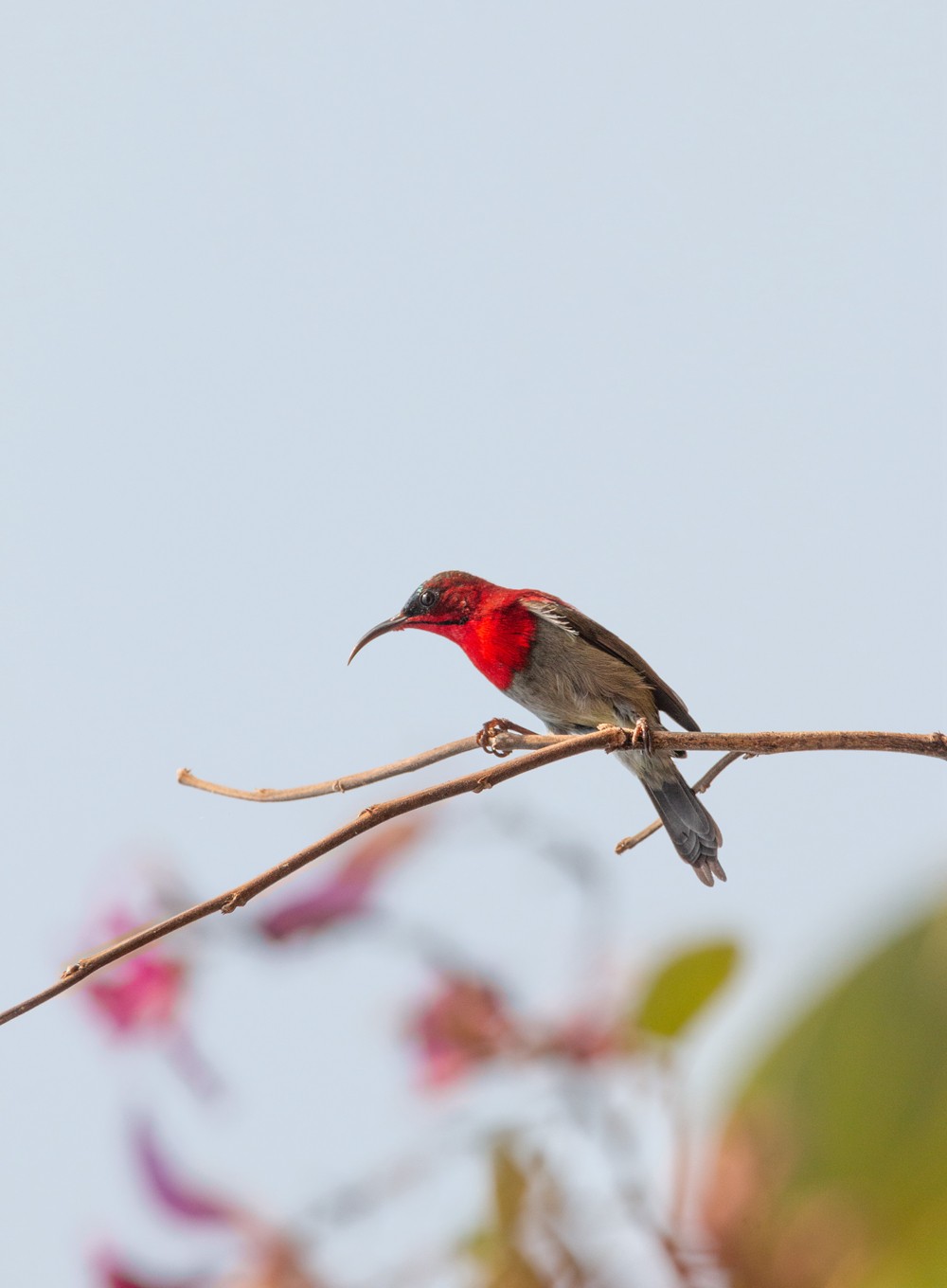 250105树枝上的小小鸟