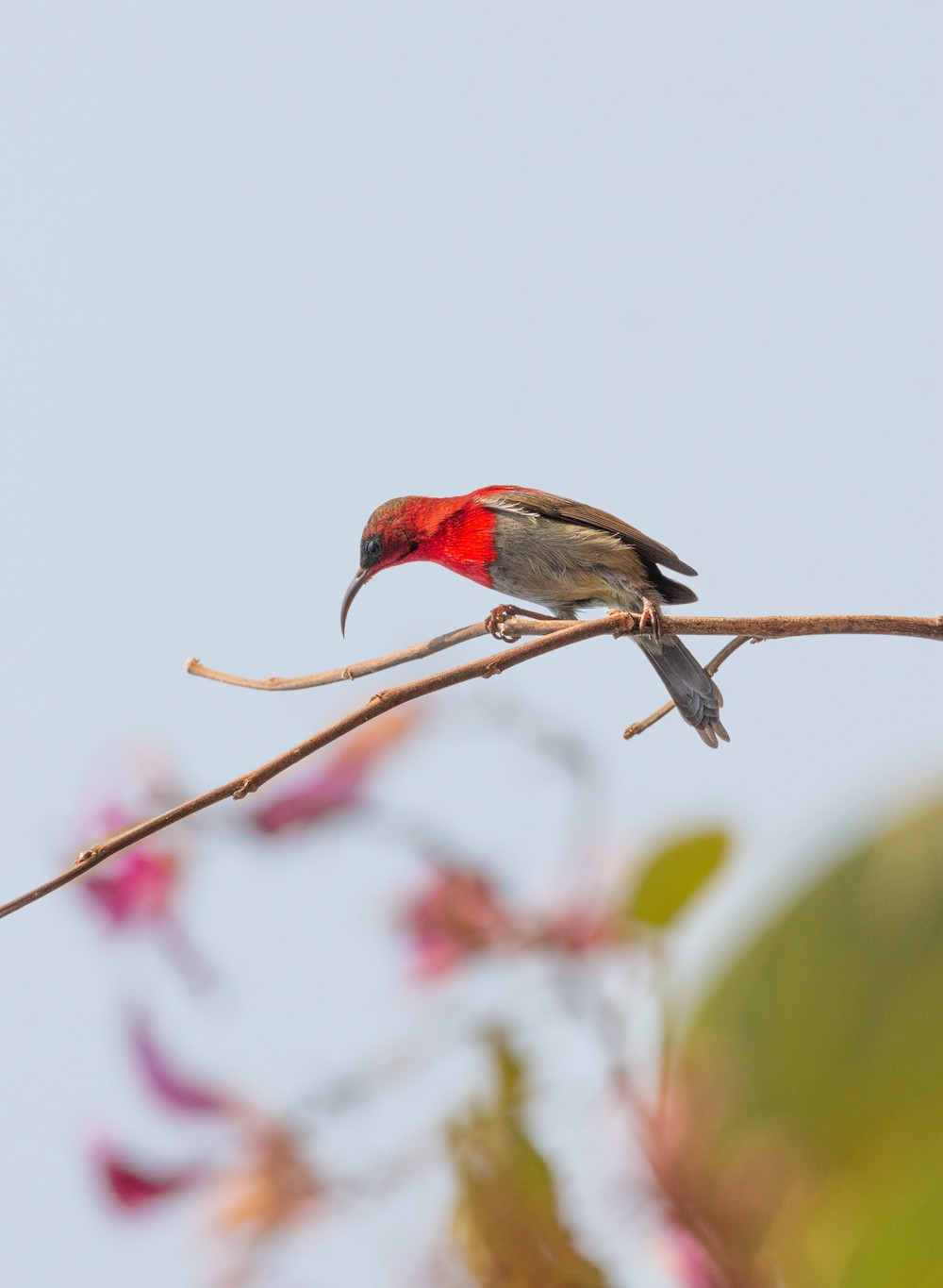 250105树枝上的小小鸟
