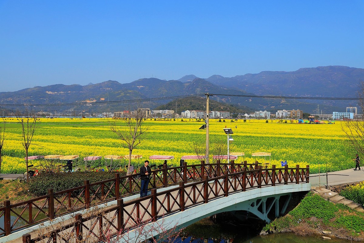 桐浦油菜花基地5