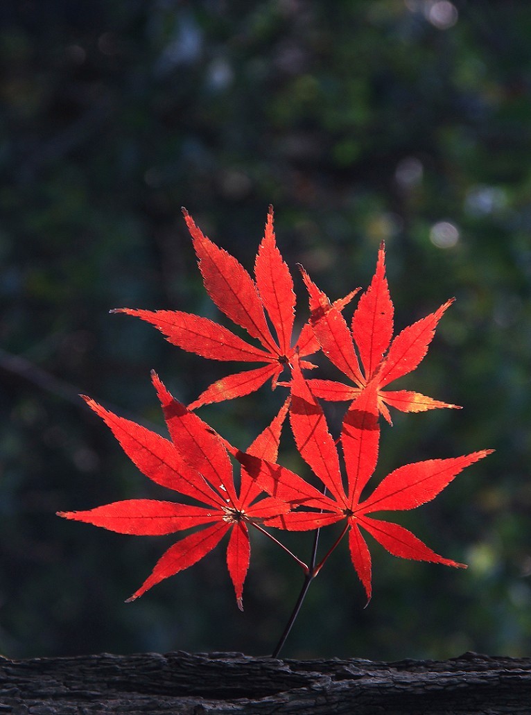 周末一贴小品风景花草和红叶祝大家周末快乐