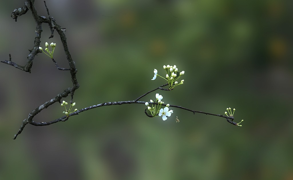 [原创] 一枝独秀