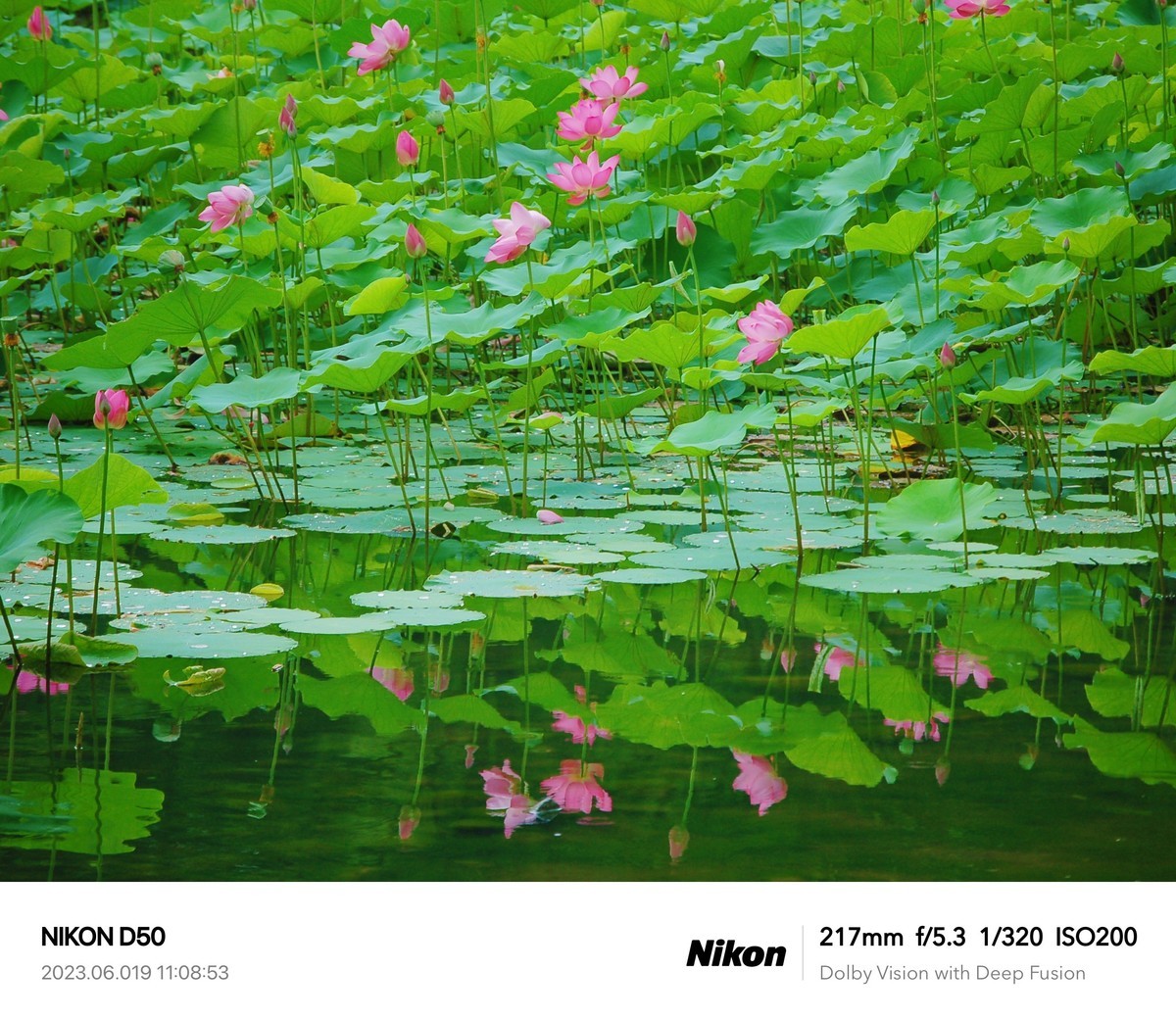 夏日荷花分外艳