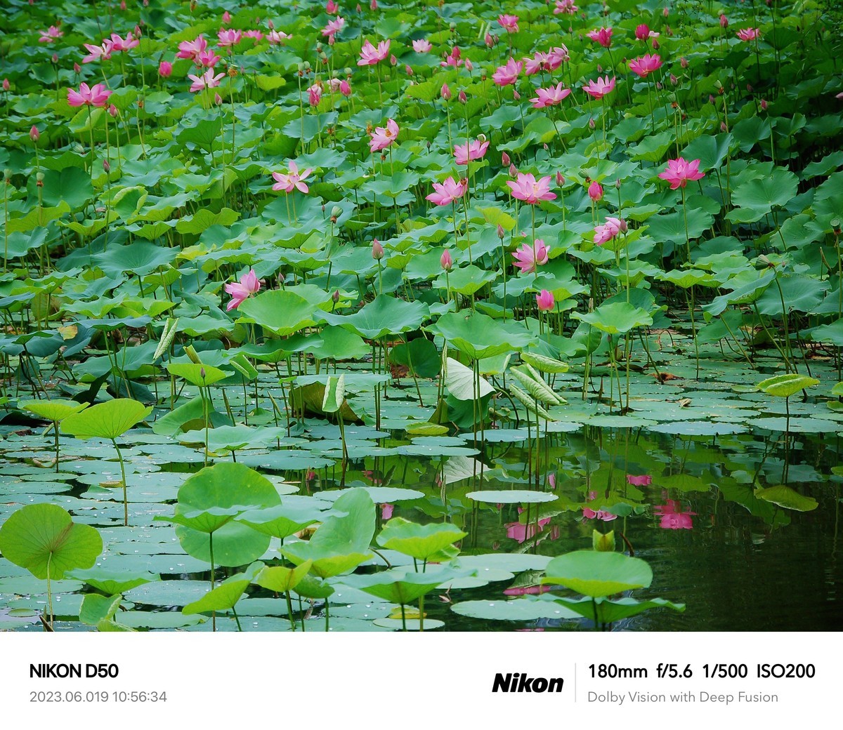 夏日荷花分外艳