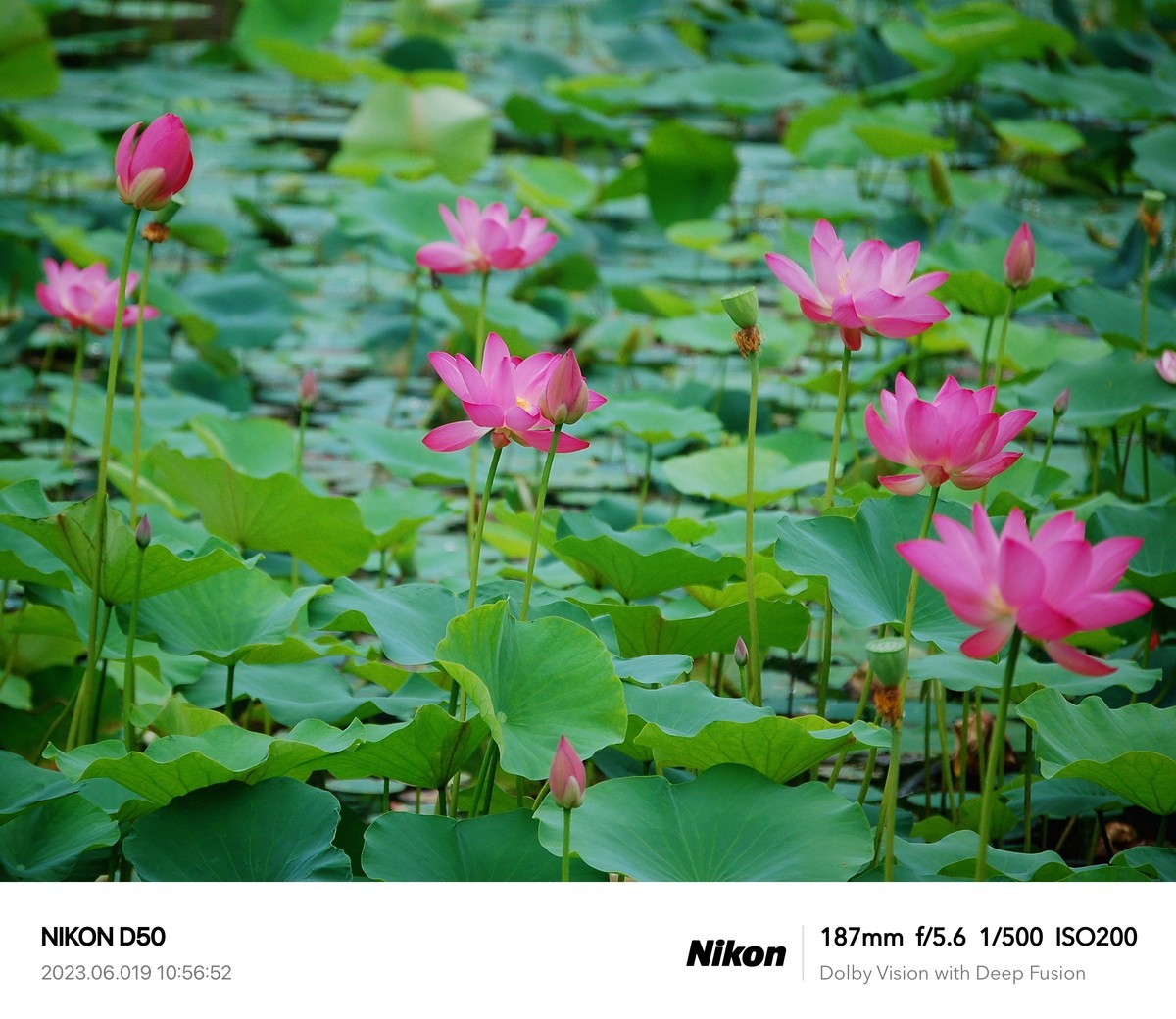 夏日荷花分外艳