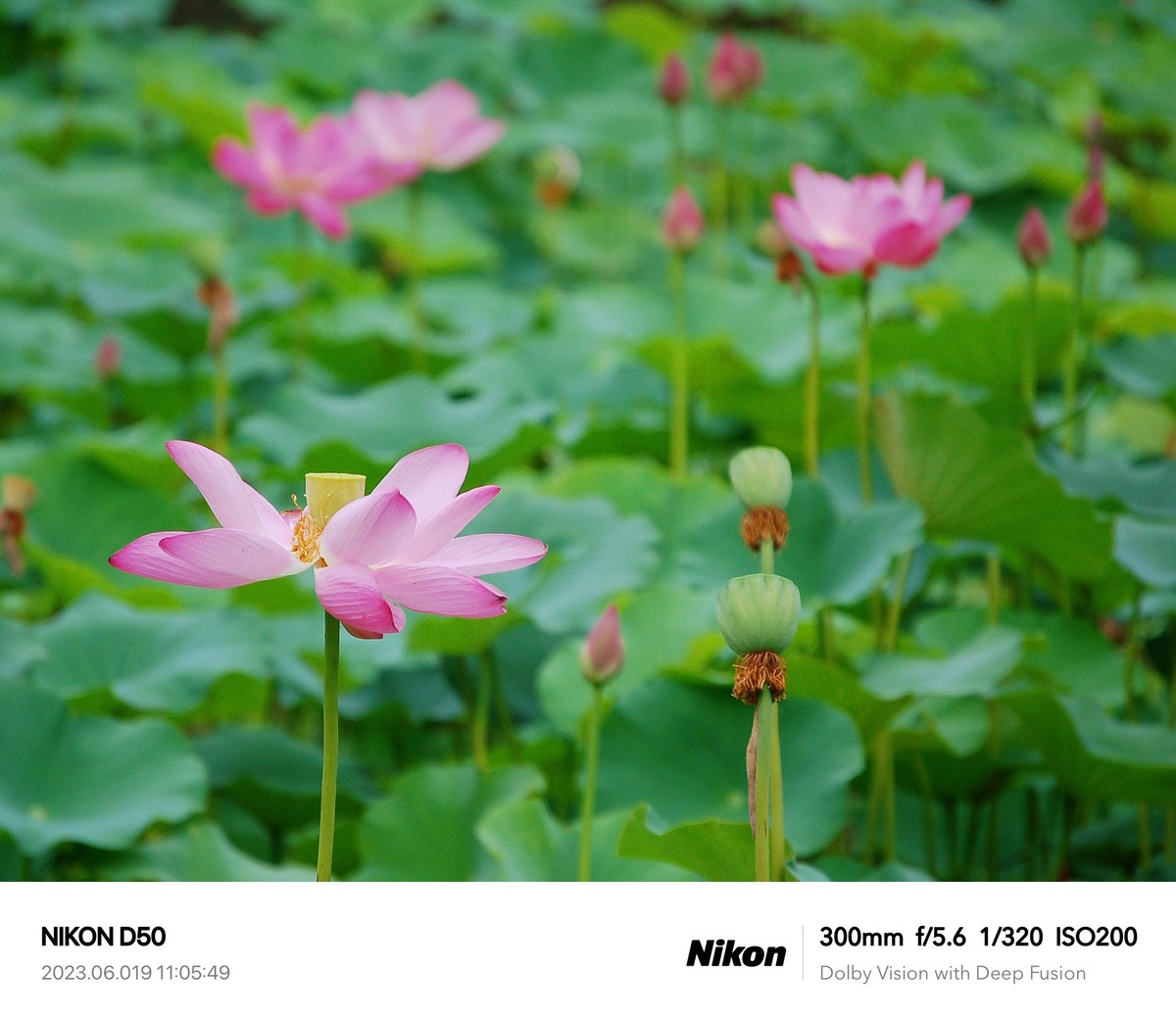 夏日荷花分外艳