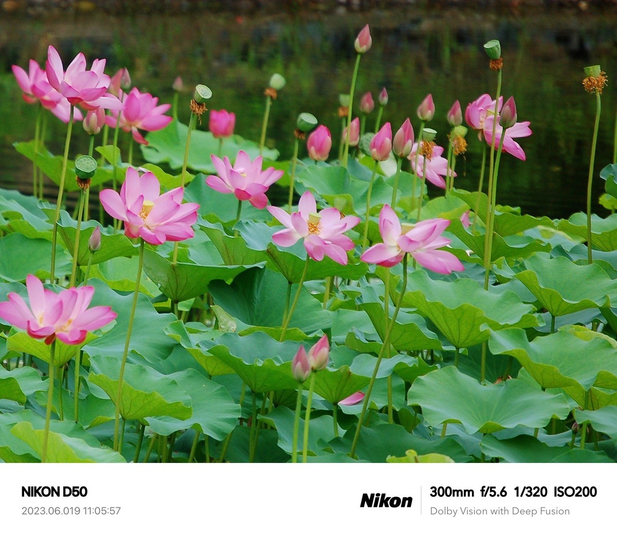 夏日荷花分外艳