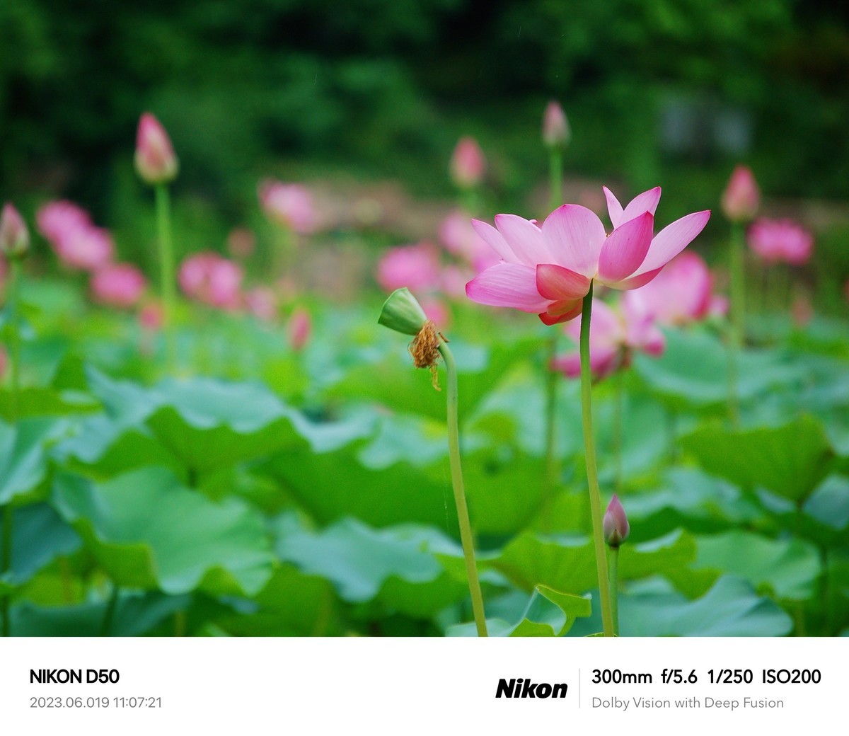 夏日荷花分外艳