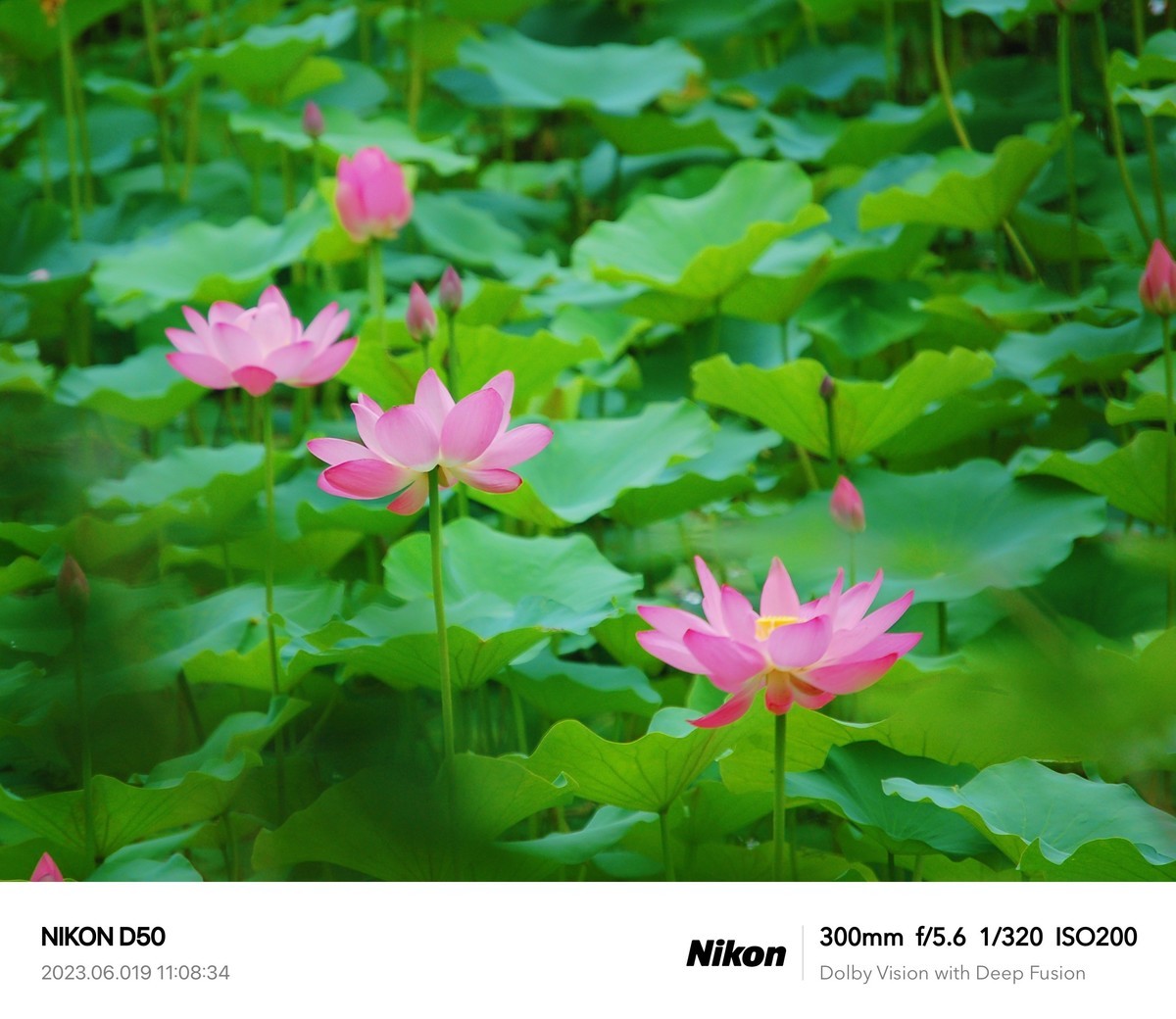 夏日荷花分外艳