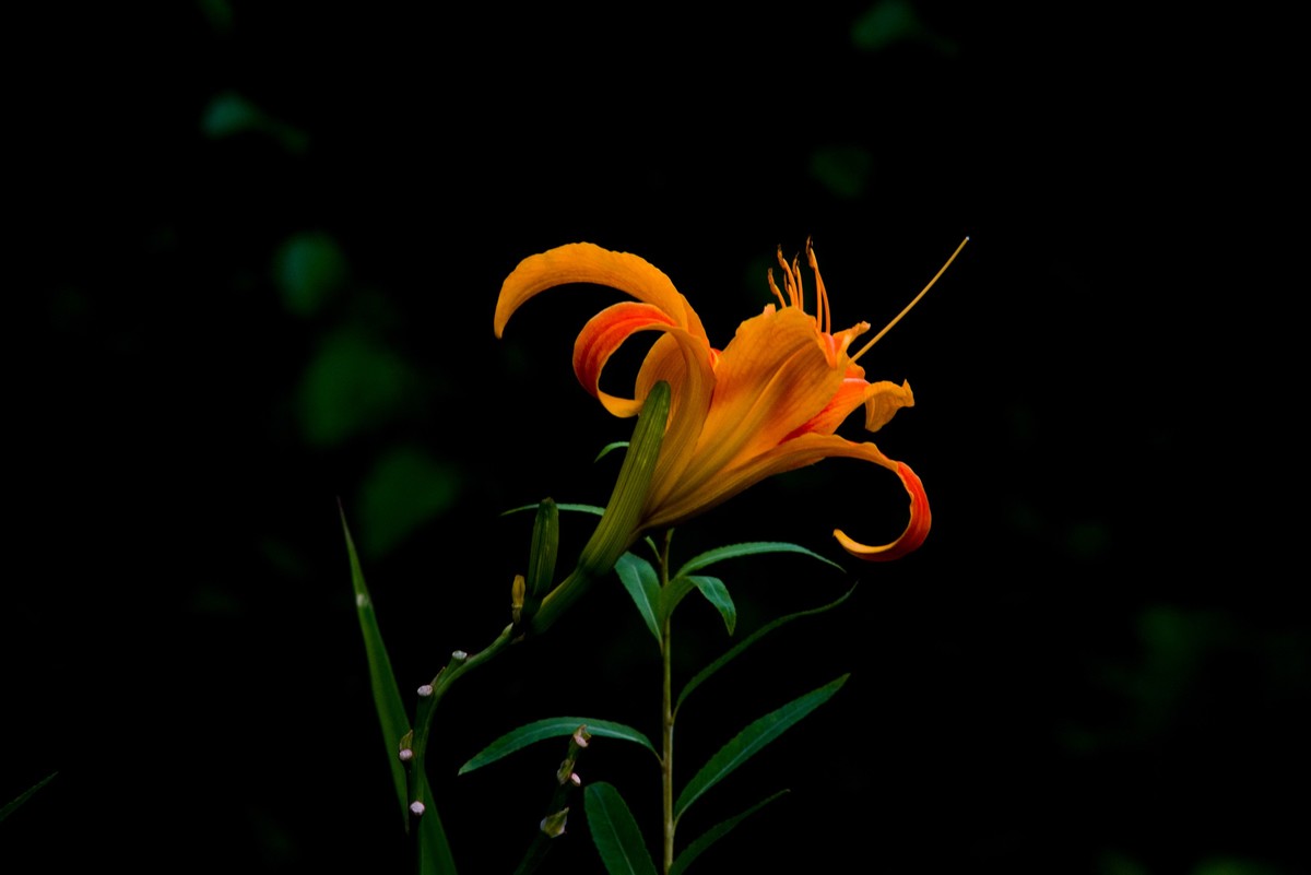 黄花菜