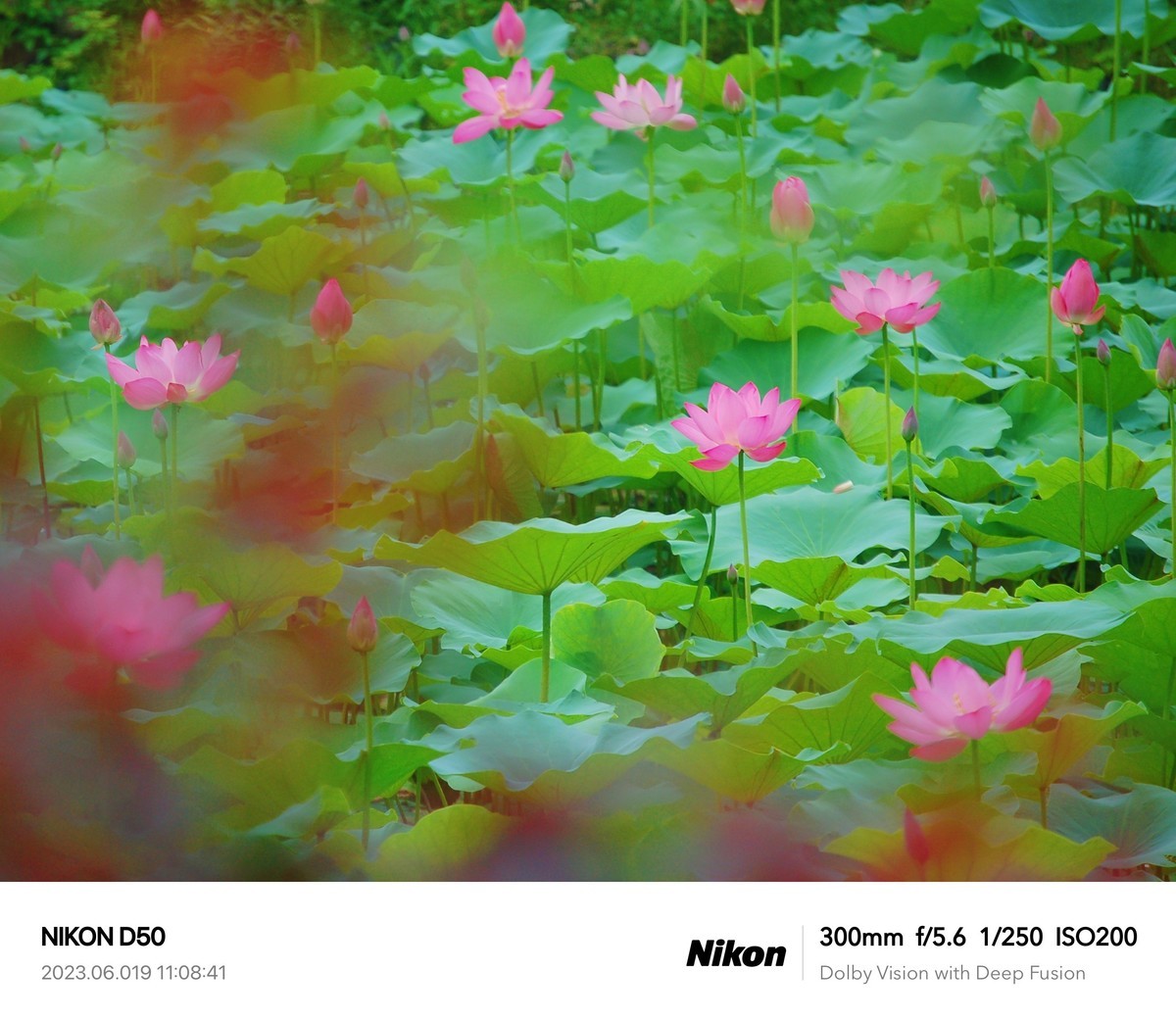 夏日荷花分外艳