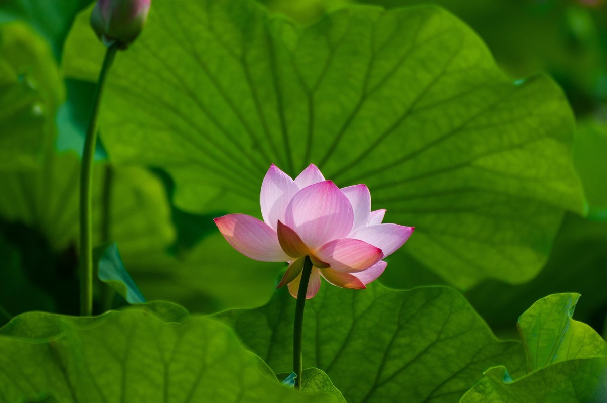 荷花随拍(恭喜好友全红荣任安阳星空(中国)版主！