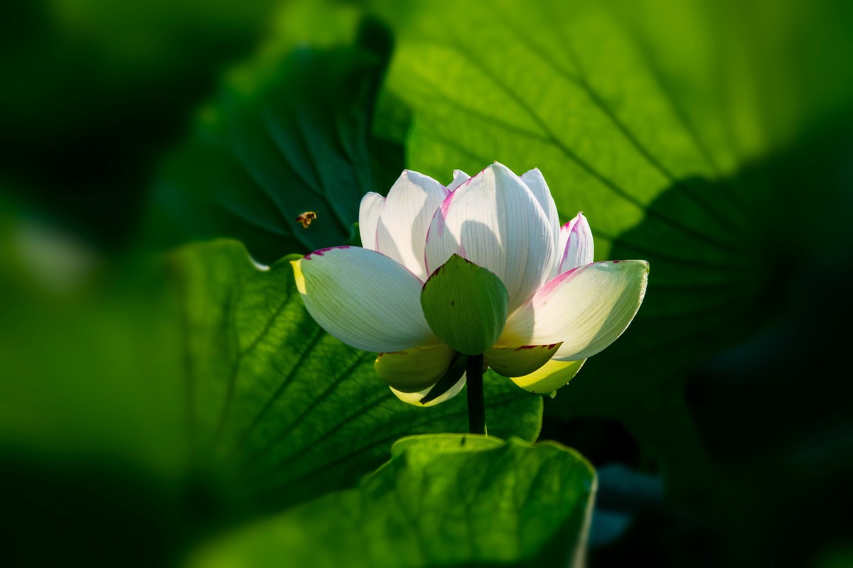 荷花随拍(恭喜好友全红荣任安阳星空(中国)版主！
