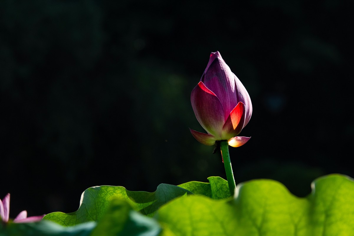 荷花随拍(恭喜好友全红荣任安阳星空(中国)版主！
