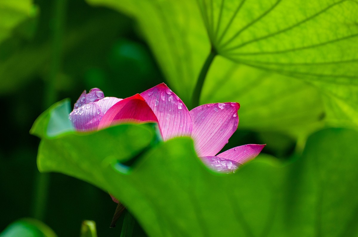 荷花随拍(恭喜好友全红荣任安阳星空(中国)版主！