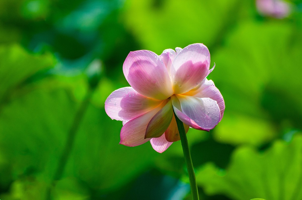 荷花随拍(恭喜好友全红荣任安阳星空(中国)版主！