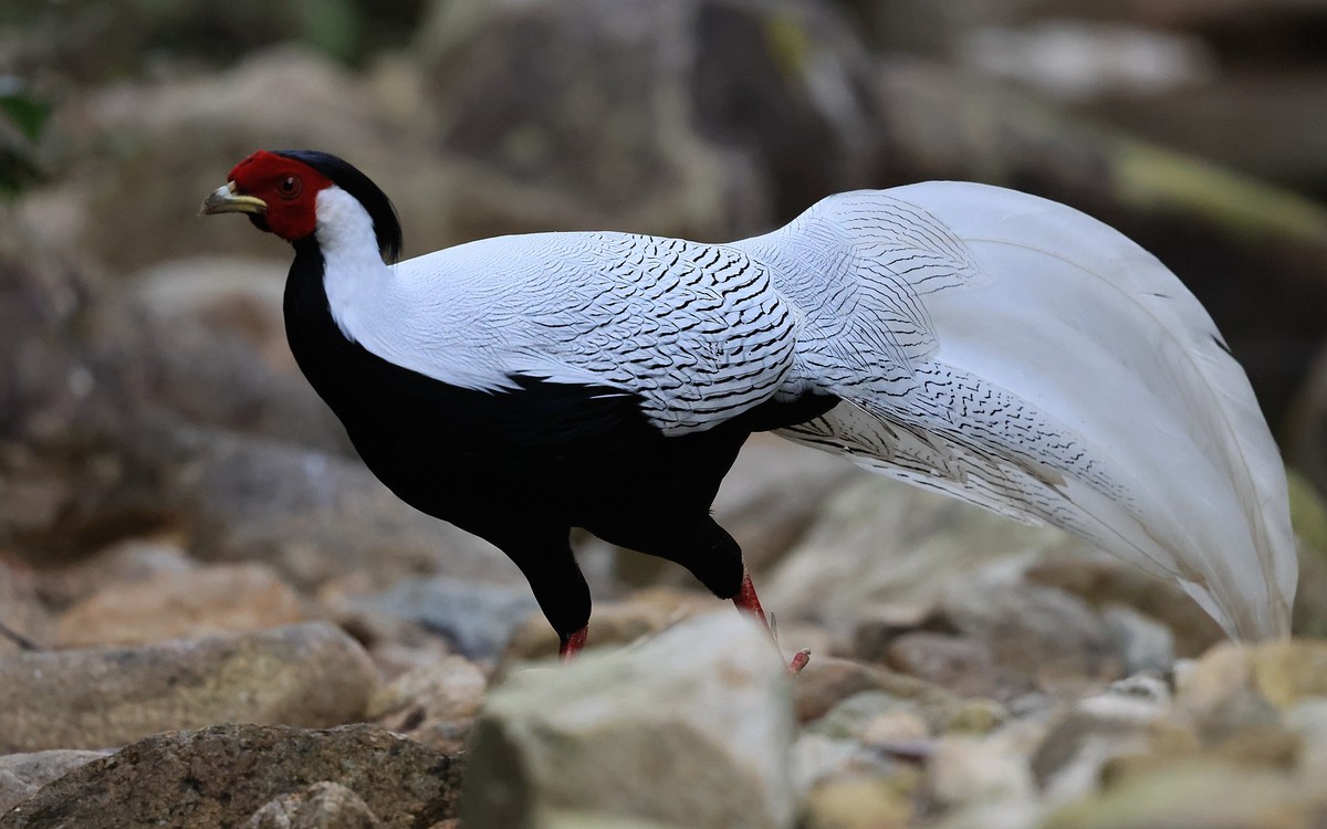 R5 功能强大！还在摸索中！